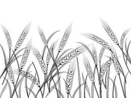 Morning Worship for Sunday 10th August 2025 - Parables of Jesus - Wheat and Weeds & What’s on
